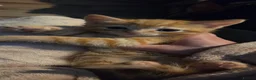 Ragdoll cats for sale: Ragdoll x ginger tom cat - Advert 25