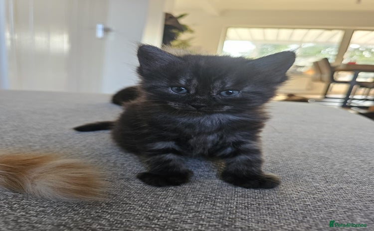Maine Coon cats - Advert 1