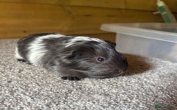 Guinea Pig rodents for sale: Pure Sheltie Guinea Pig Boars - Image 4