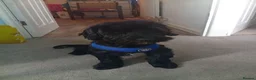 Yorkiepoo dogs for sale: Cockipoo  - Advert 1