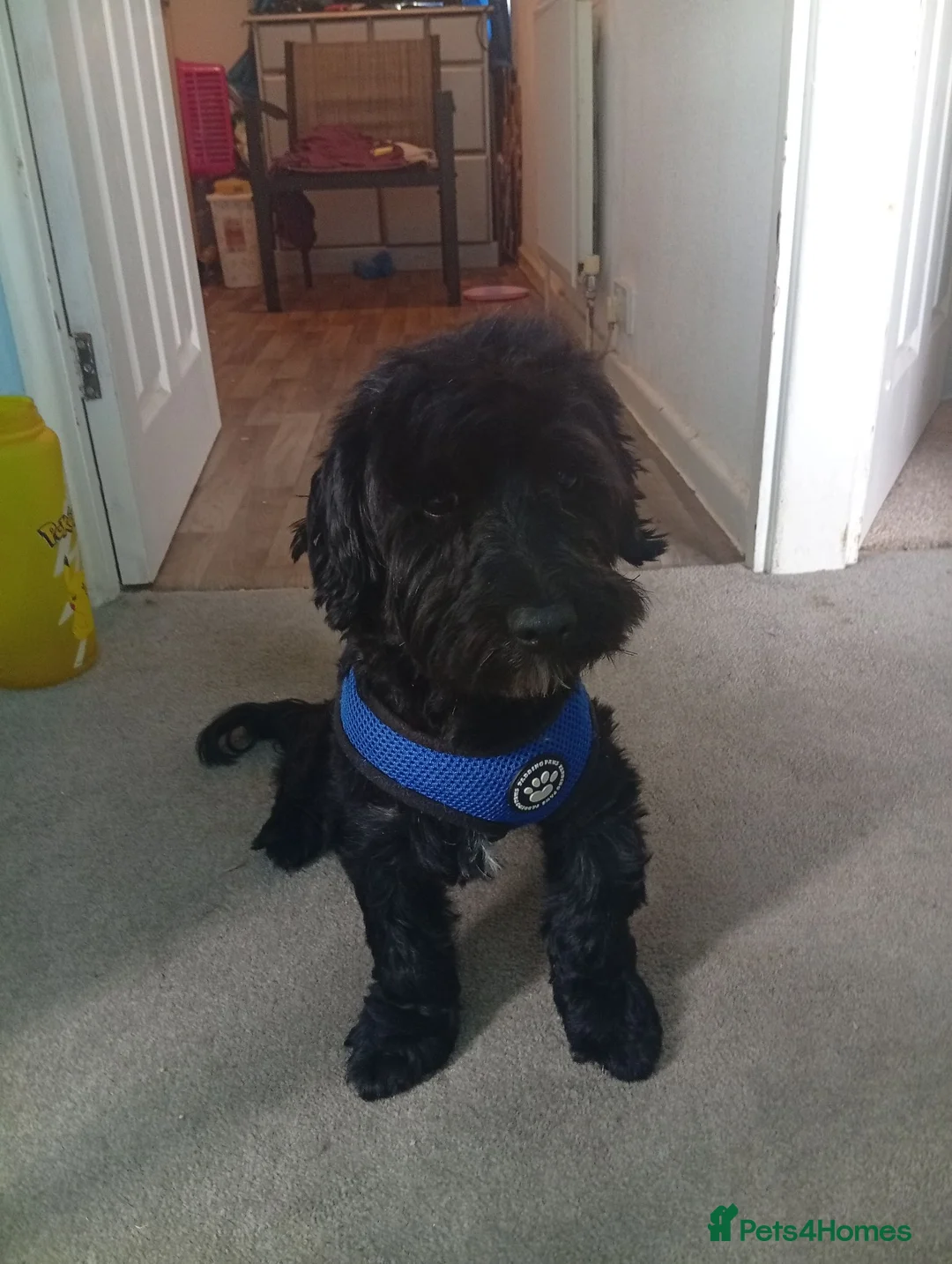 Yorkiepoo dogs for sale: Cockipoo  - Advert 1