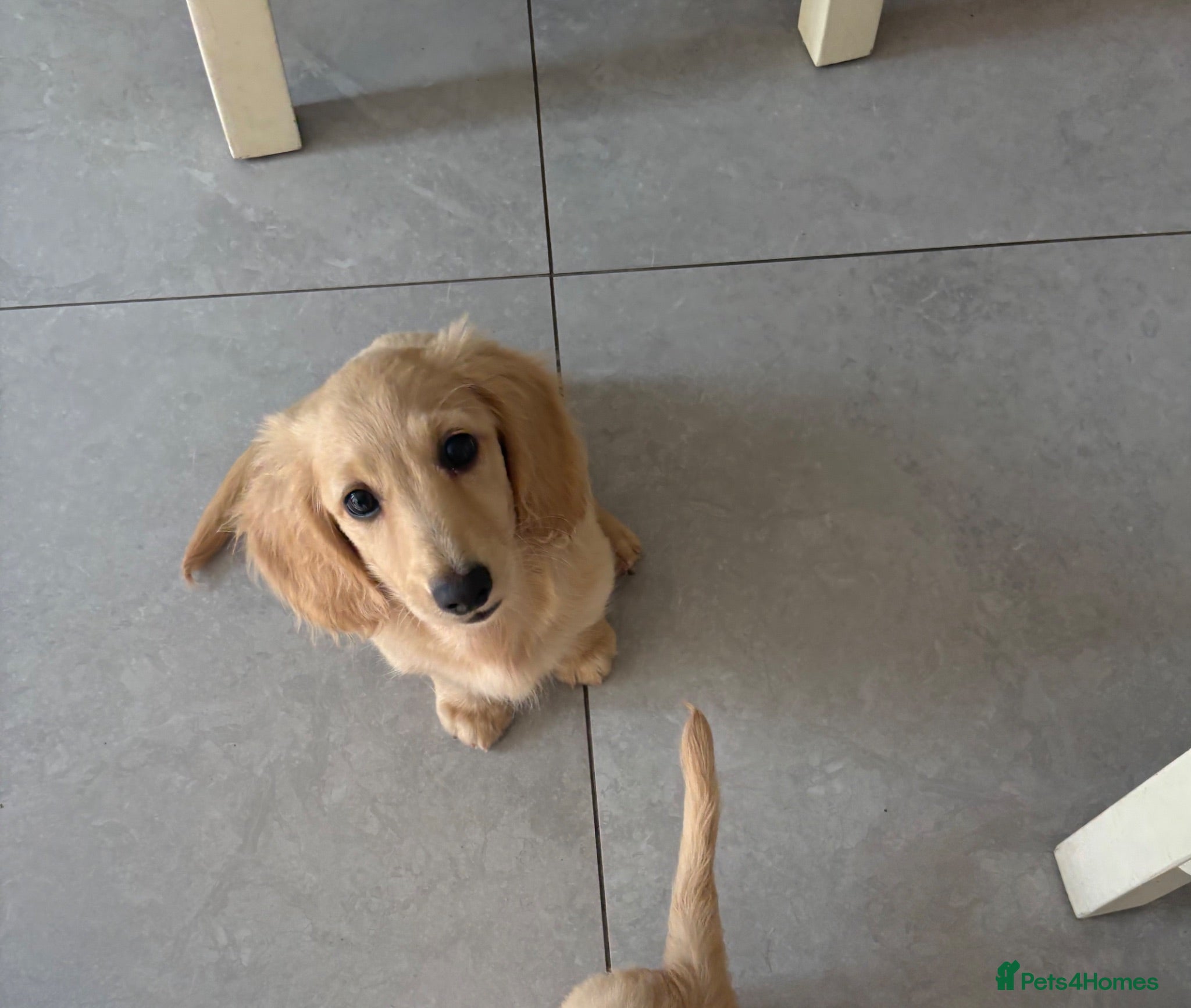 Miniature Dachshund dogs Pure cream long haired mini dachshunds - Advert 1