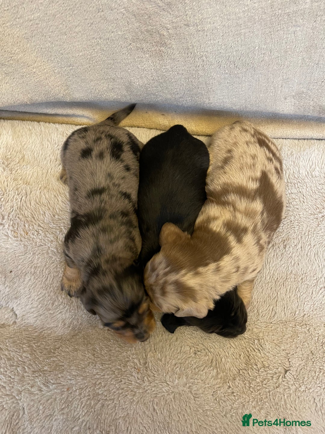 Dachshund dogs for sale: Stunning Standard long haired Dachhound  - Advert 7