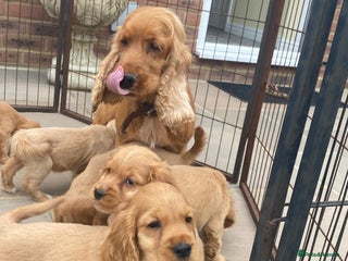 Cocker Spaniel dogs - Advert 25