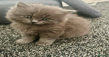 British Shorthair cats - Advert 7