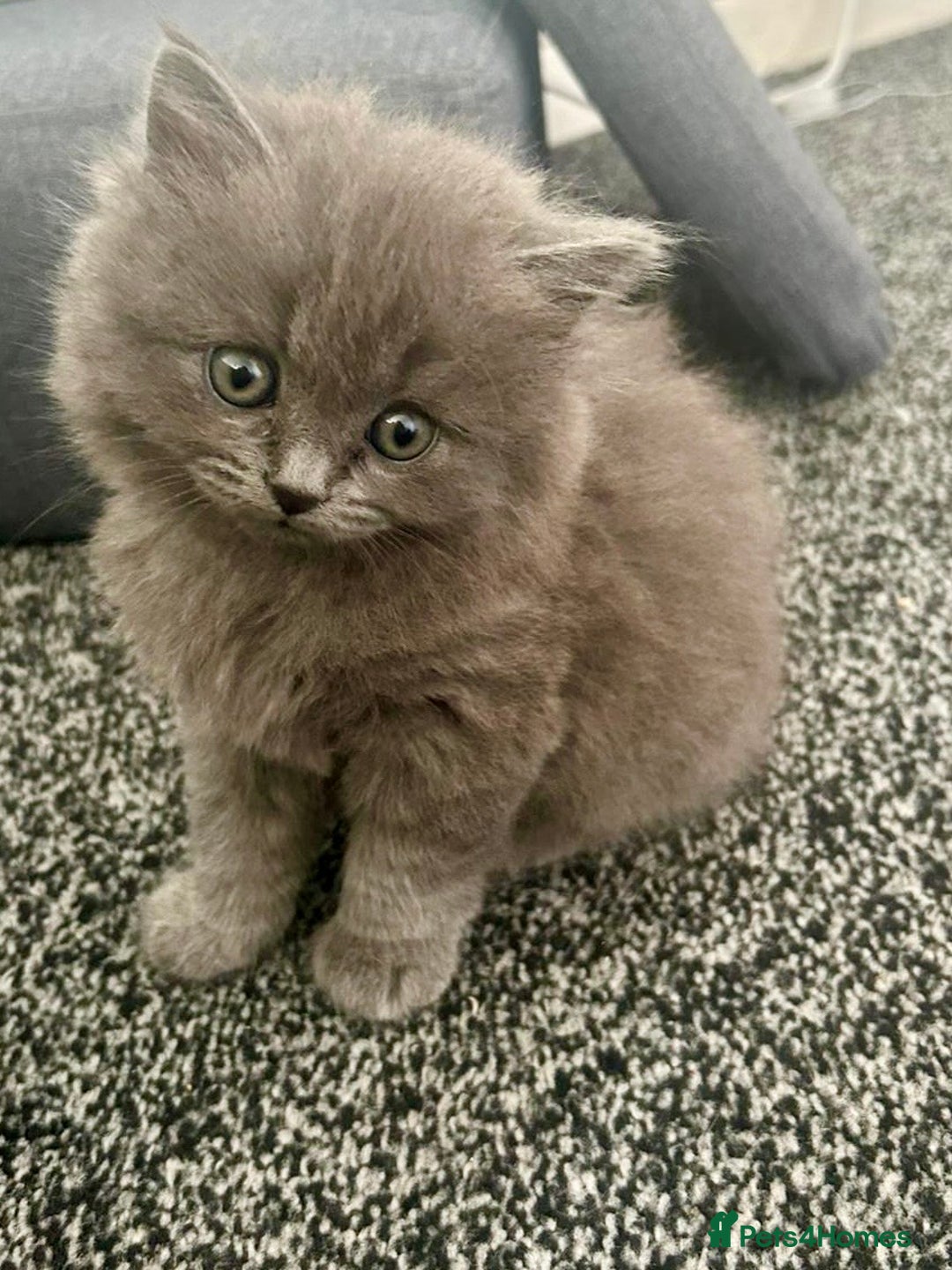 British Shorthair cats for sale: 3 Gorgeous BSH kittens looking to be rehomed. - Image 2