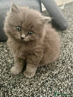 British Shorthair cats - Advert 8