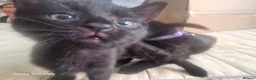 Mixed Breed cats for sale: 5 kittens ready for their forever homes in Kettering - Advert 8
