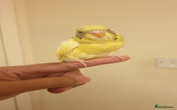 Budgerigars birds for sale: Handreared semitamed and tamed budgies  - Image 5