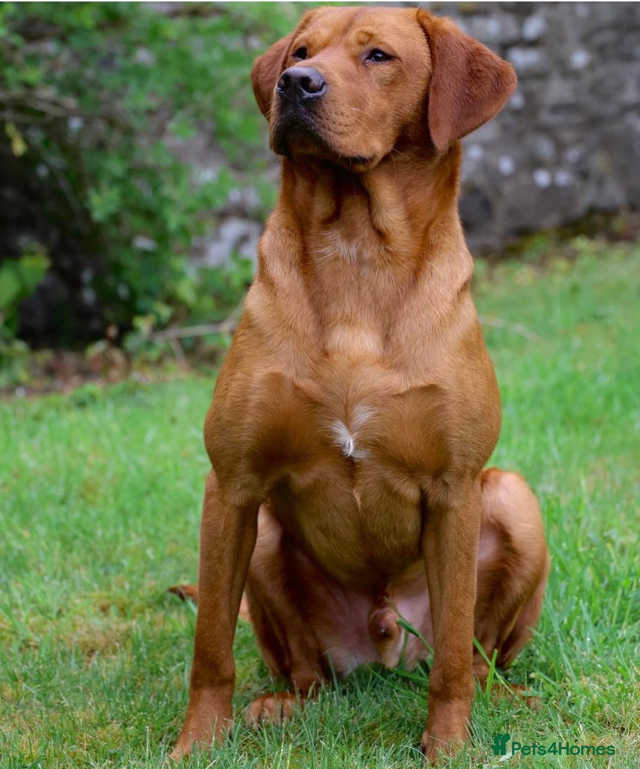 Labrador Retriever dogs Stunning fox red litter - fully health tested  - Advert 2