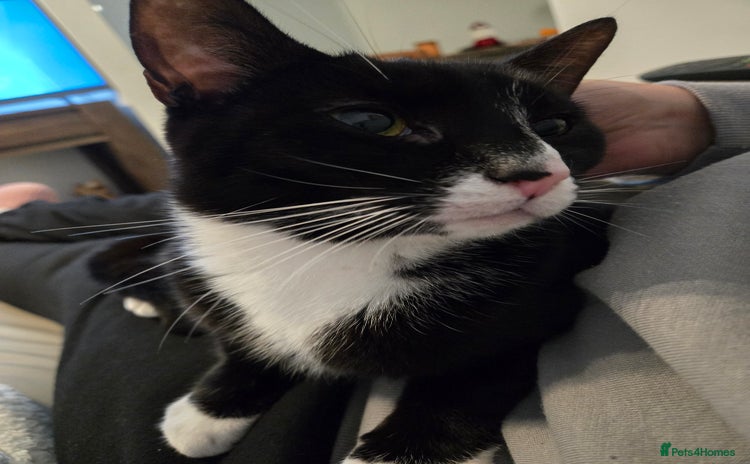 Domestic Shorthair cats 2 adult loving cats looking for new home - Advert 10