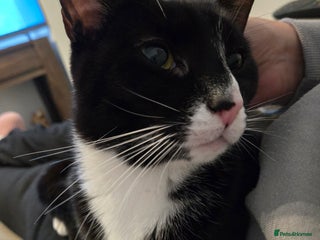 Domestic Shorthair cats 2 adult loving cats looking for new home - Advert 8