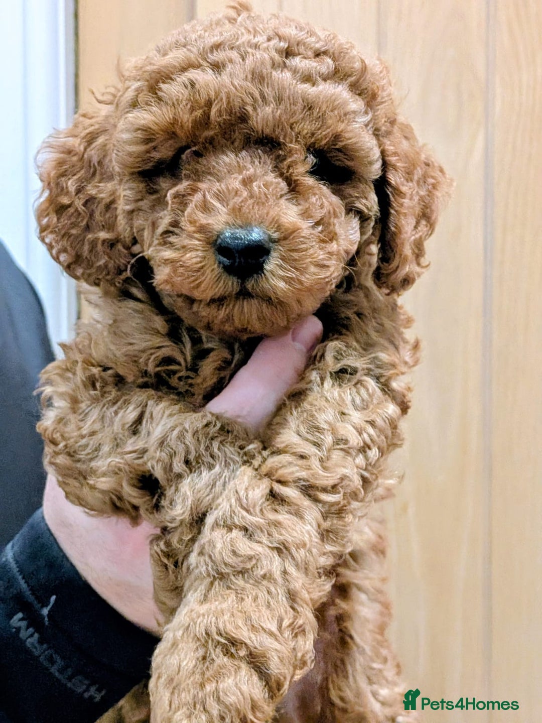 Toy Poodle dogs for sale: Stunning Deep Red Toy Poodle Boy for sale - Advert 1