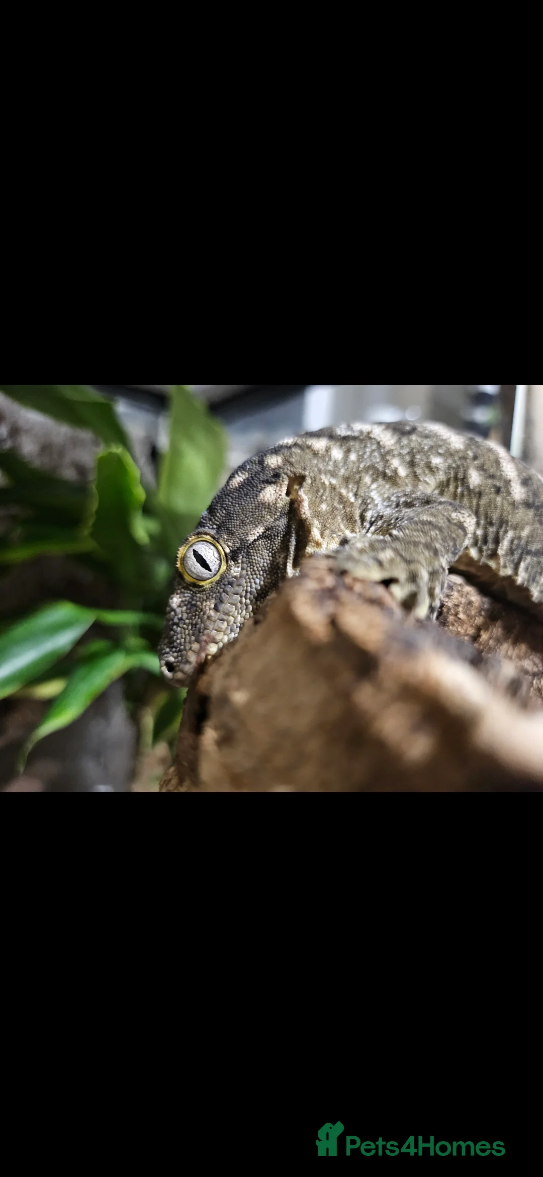 Gecko reptiles for sale: Nuu Ami female leachianus gecko  - Advert 4