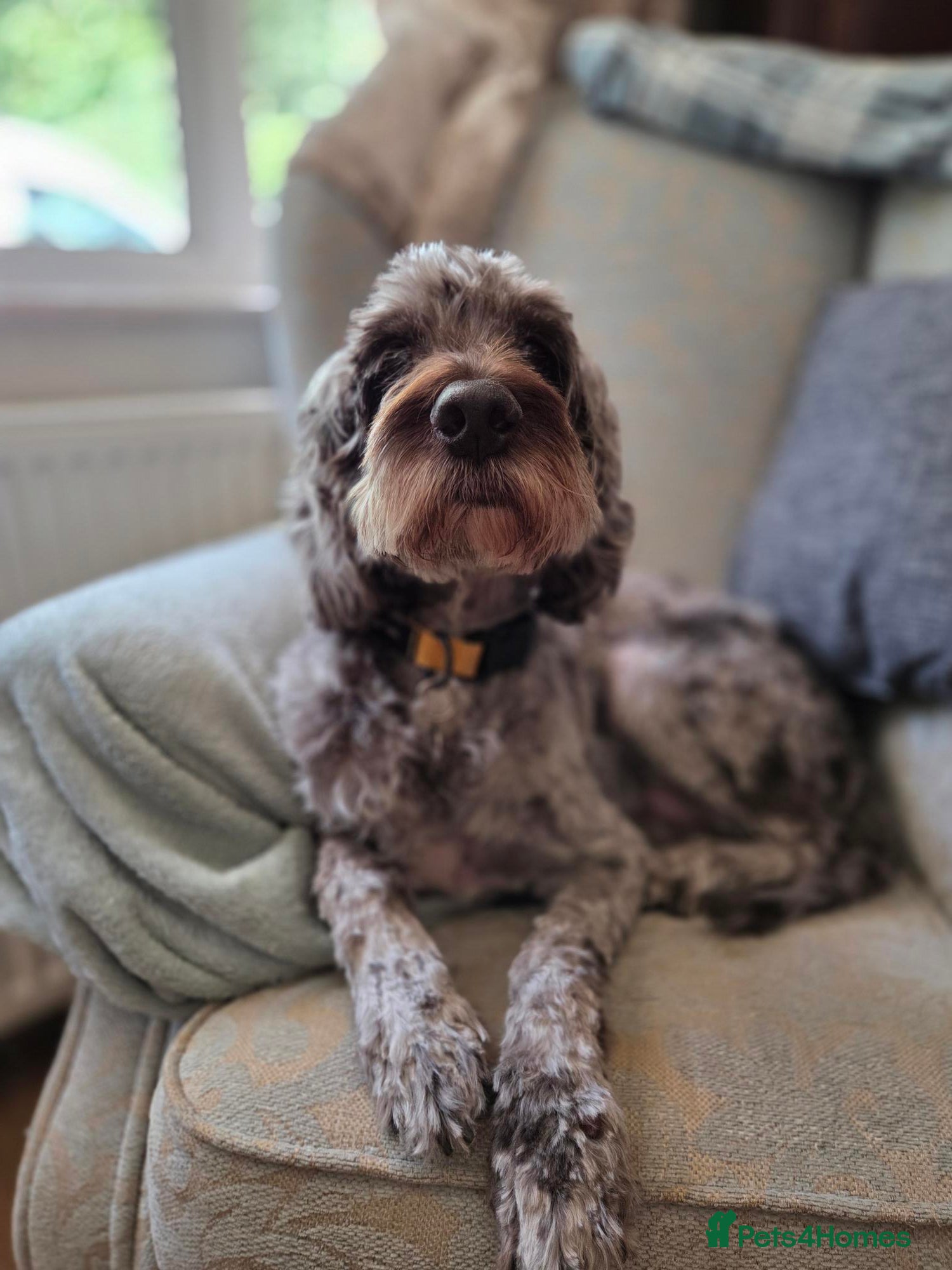 Mixed Breed dogs Cookie looking for his happy ever after  - Advert 1