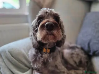 Mixed Breed dogs Cookie looking for his happy ever after - Advert 1
