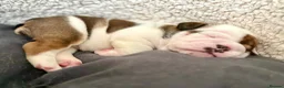 English Bulldog dogs for sale: 🔥READY NOW KC REG ENGLISH BULLDOG GIRL🔥 - Advert 12