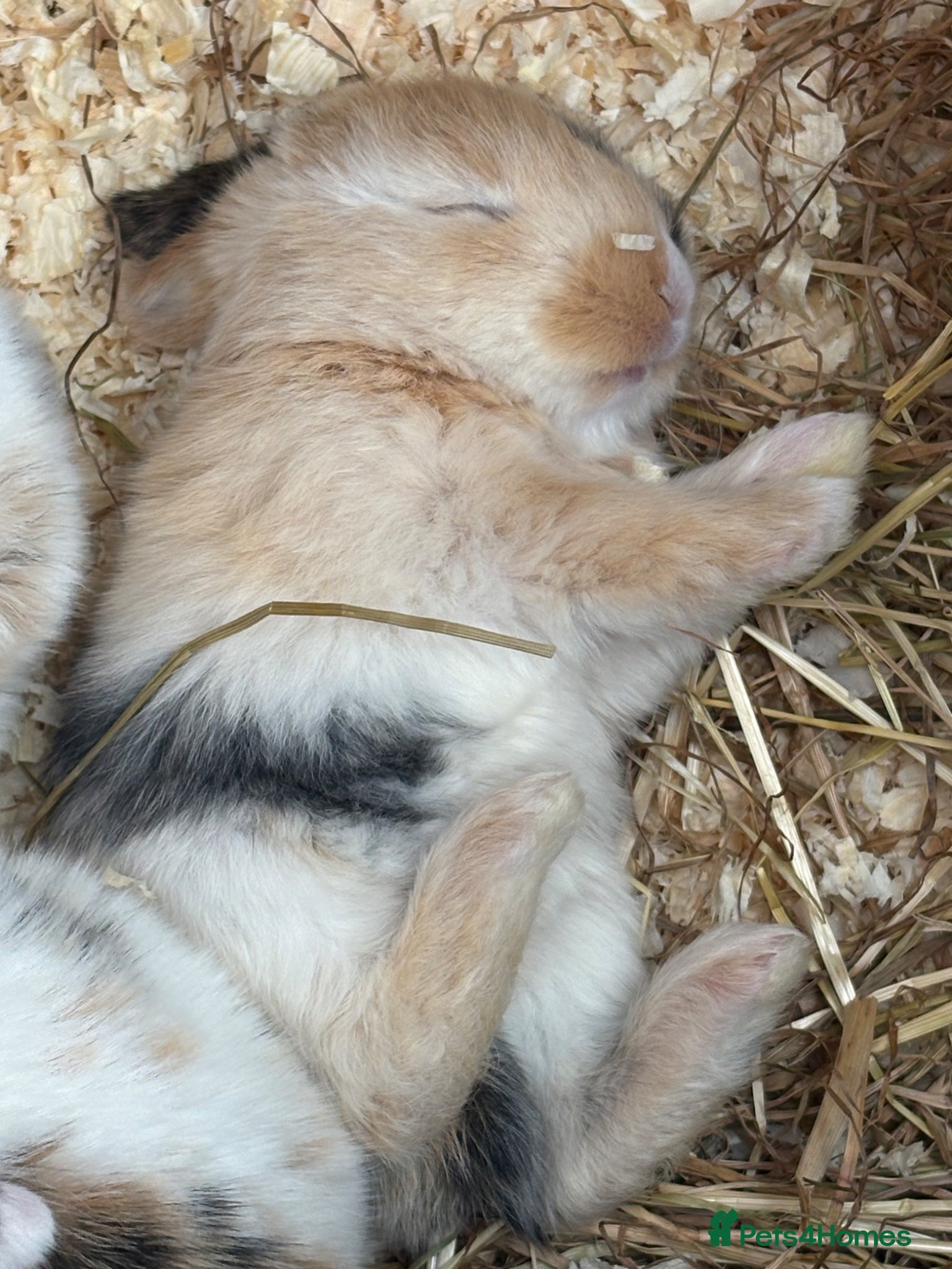 Dwarf Lop rabbits Bunnies looking for forever homes x - Advert 11