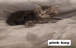Ragcoon cats for sale: Beautiful ragcoon  - Image 2