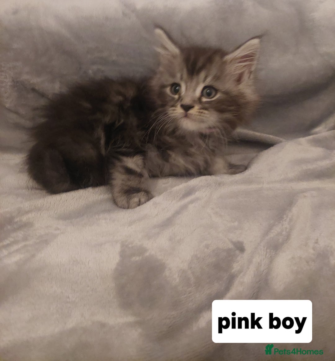 Ragcoon cats for sale: Beautiful ragcoon  - Image 2