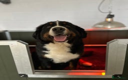 Mixed Breed dogs for sale: Merle & Tricolour Australian Mountain Dog Puppies - Image 11