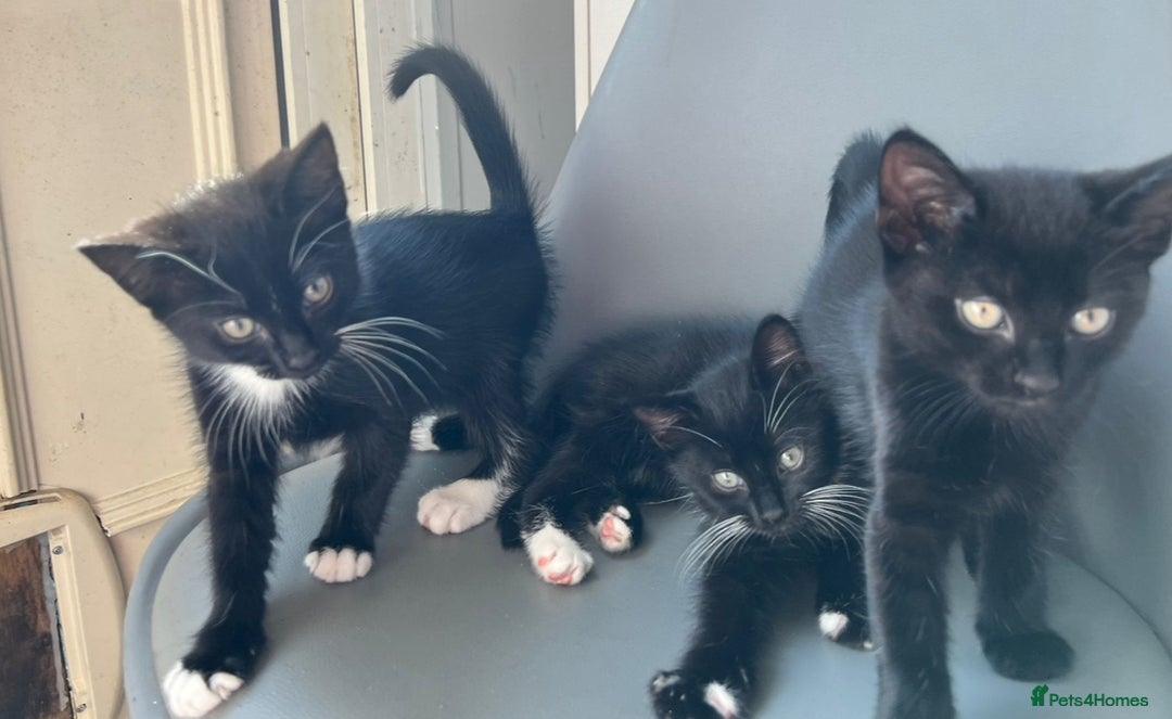 British Longhair cats for sale: Mixed breed kittens long hair Ready now! in Sevenoaks - Image 8