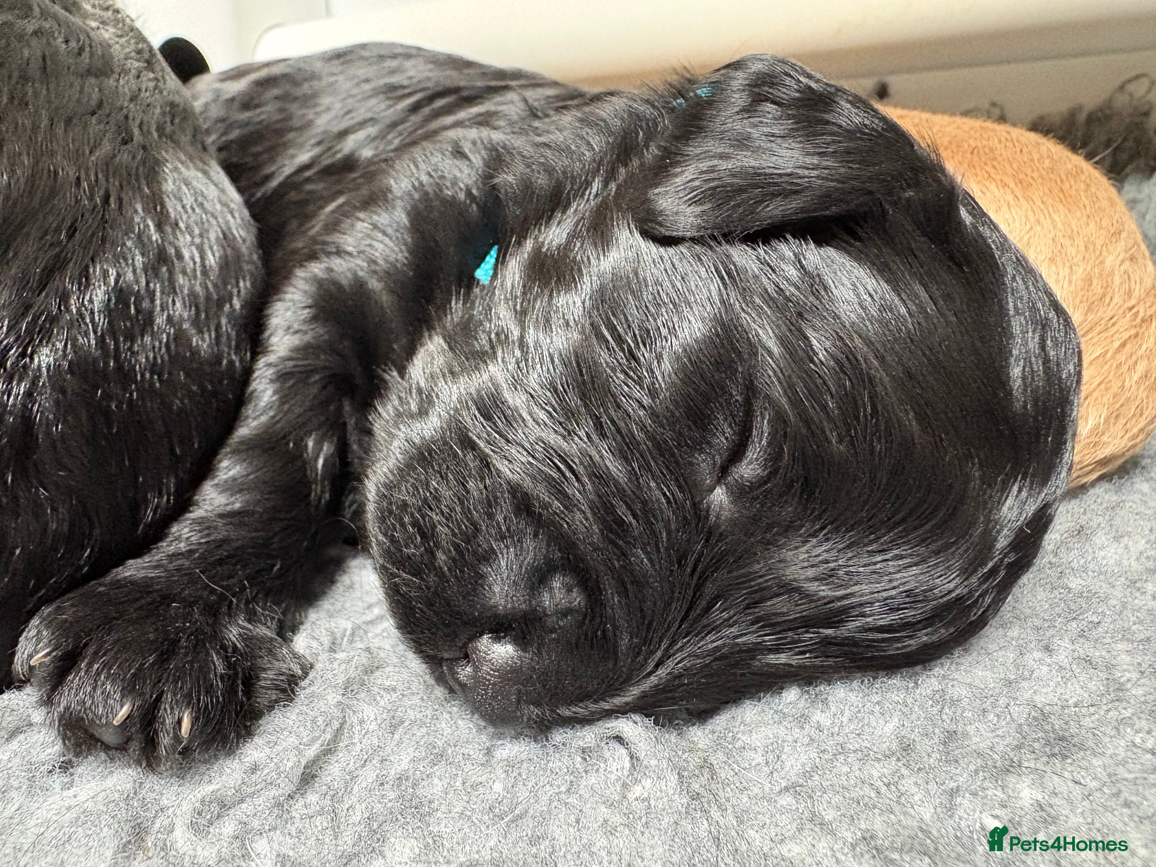 Mixed Breed dogs Delightful Schnockerpoo Puppies  - Advert 2