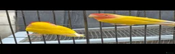 Lovebirds birds for sale: Lutino Lovebirds (Pair) with Cage Included - Advert 4