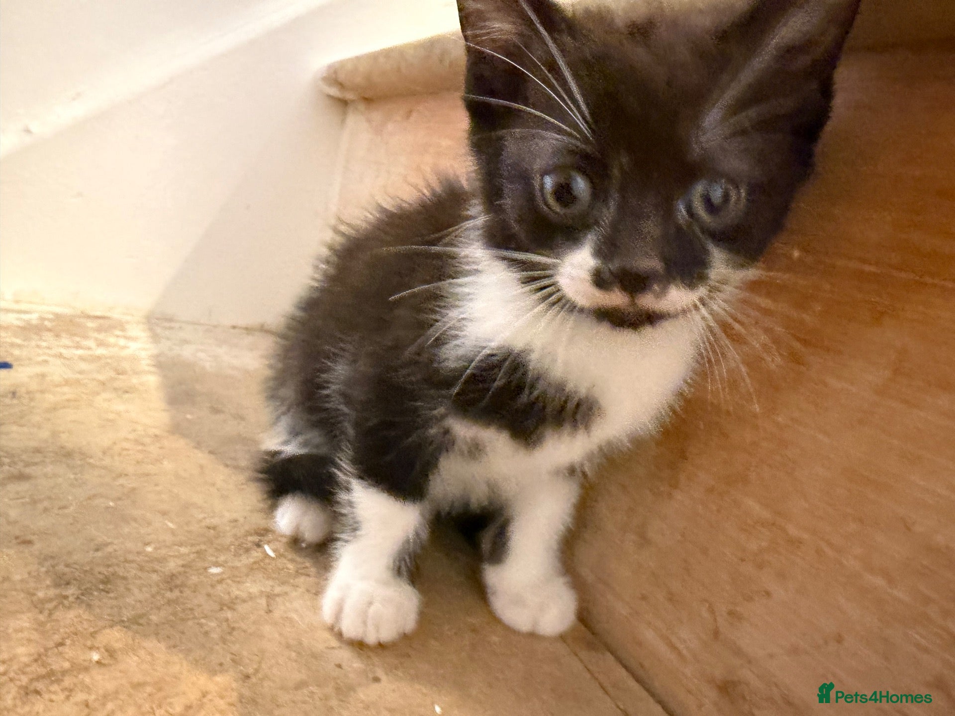 Mixed Breed cats The most loving kittens available  - Advert 1