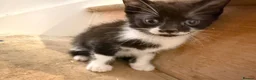 Mixed Breed cats for sale: The most loving kittens available  in Ramsgate - Advert 1