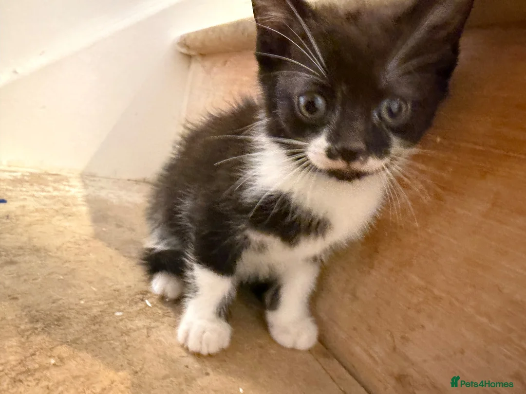 Mixed Breed cats for sale: The most loving kittens available  in Ramsgate - Advert 1