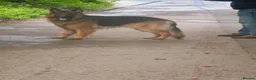 German Shepherd dogs for stud: Stunning 2.5yo Showline German Shepherd Stud in Leeds - Advert 5