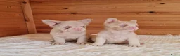 French Bulldog dogs for sale: Fluffy pink husky  **  in Stoke-on-Trent - Advert 20