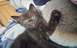 British Shorthair cats for sale: 1 boy, 2 girls for sale £50 each - Image 7