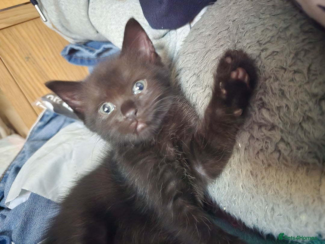 British Shorthair cats for sale: 1 boy, 2 girls for sale £50 each - Image 7