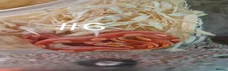 Corn Snake reptiles for sale: Juvenile Corn Snakes - Advert 6