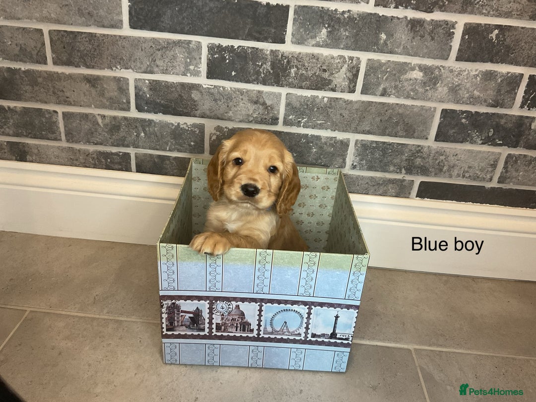 Cocker Spaniel dogs for sale: Hereditary clear working cocker spaniel - Advert 11