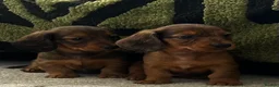 Dachshund dogs for sale: STANDARD KC REG LONGHAIRED DACHSHUNDS  - Advert 11