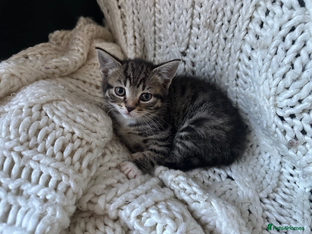 Mixed Breed cats for sale: Lovely kittens - Image 1