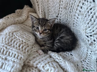 Mixed Breed cats - Advert 20