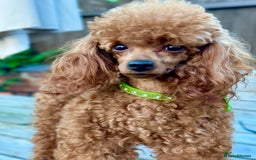 Toy Poodle dogs for stud: PROVEN TOY POODLE KC REG FULL DNA TESTED STUD - Image 3