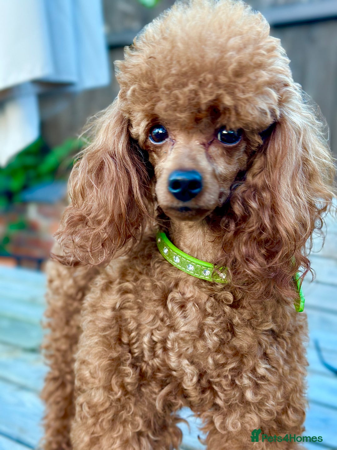 Toy Poodle dogs for stud: PROVEN TOY POODLE KC REG FULL DNA TESTED STUD - Image 3