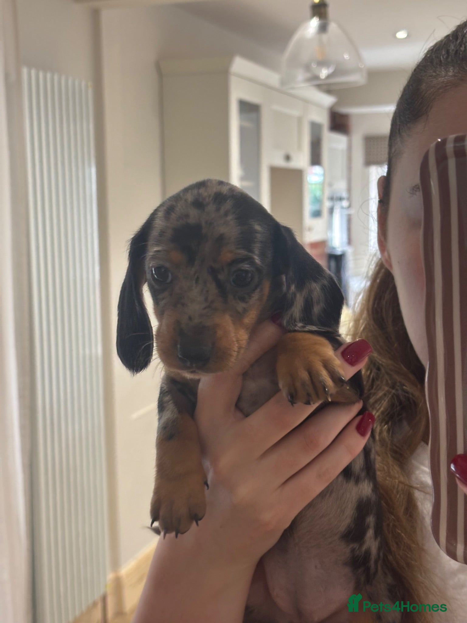 Miniature Dachshund dogs 2 left! Long hair/short hair miniature dachshund💖 - Advert 2