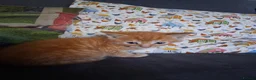Mixed Breed cats for sale: Mixed colour/ price kittens looking for 5* home - Advert 3