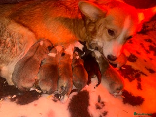 Welsh Corgi Pembroke dogs Stunning litter of Pembroke corgi puppies - Advert 7