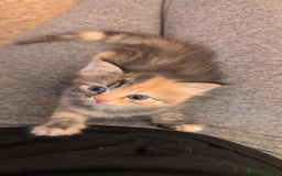 British Longhair cats for sale: 4 Longhaired British mix Kittens  - Image 14
