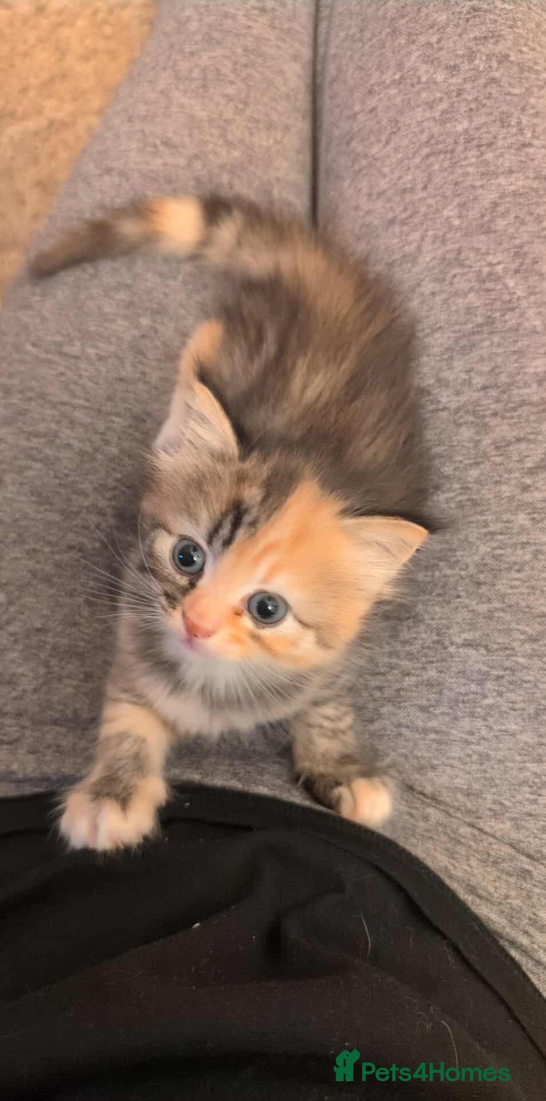 British Longhair cats for sale: 4 Longhaired British mix Kittens  - Image 14