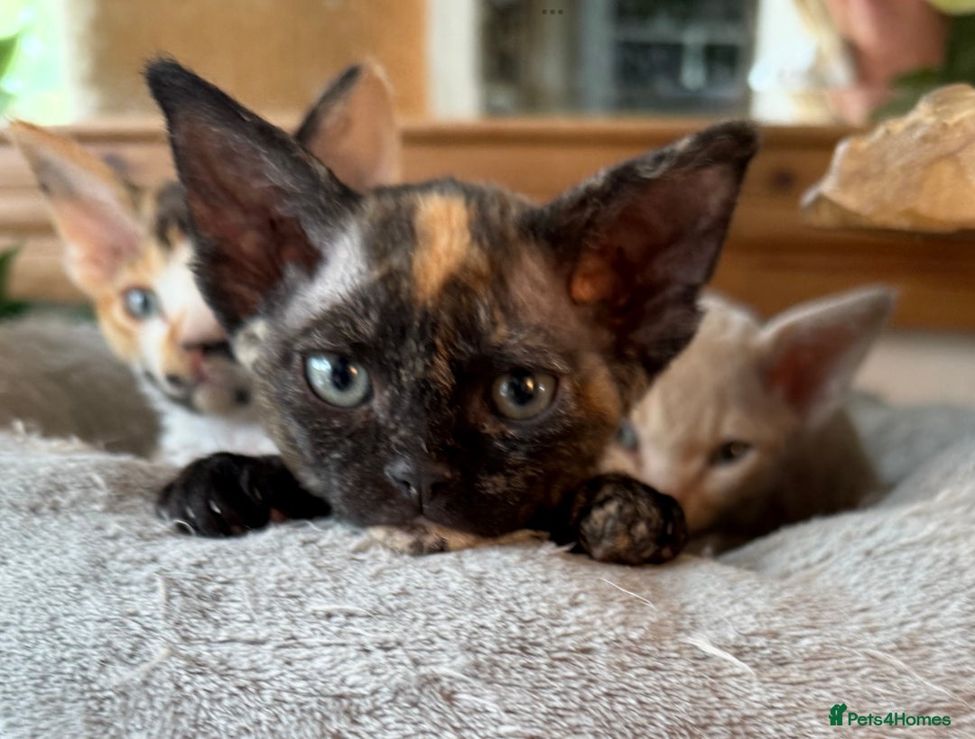 Devon Rex cats for sale: Female Devon Rex - Image 4