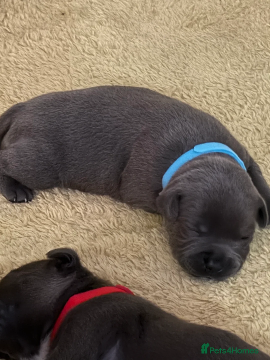 Staffordshire Bull Terrier dogs for sale: KC Blue Staffordshire Bull Terrier Puppies SOLD - Advert 25