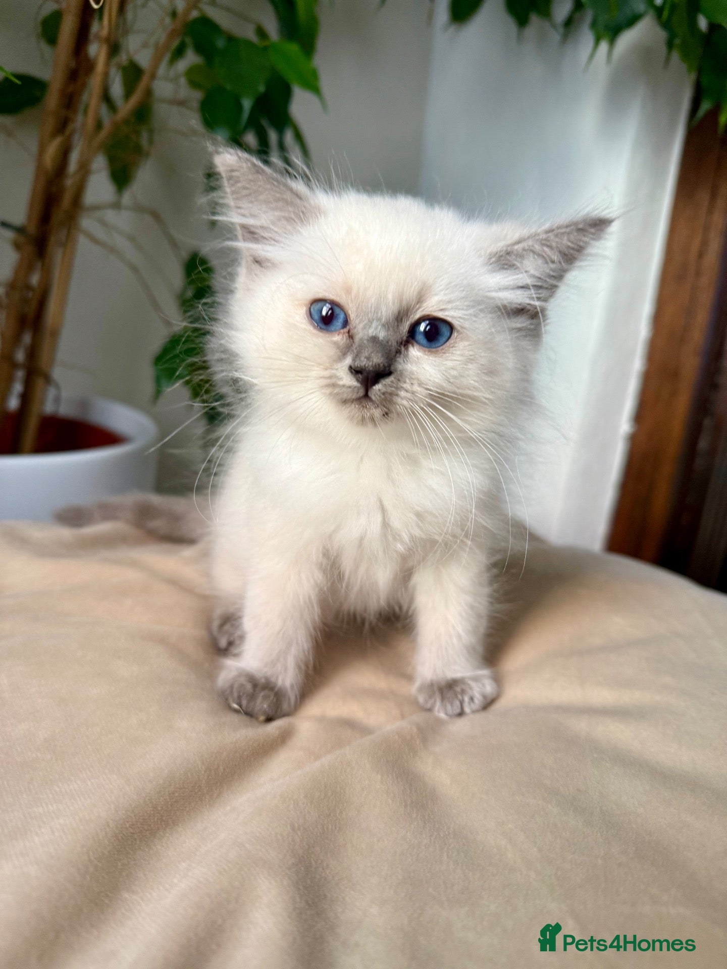 Ragdoll cats 🔹🩵Sweet little boy need a forever home🩵🔹 - Advert 4